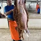 يوجد ذبابح نظيف شرط وشي فاخر