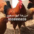 بيض دجاج فرنسي مخصب للبيع