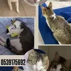 قطة مفقوده لمن يجدها يتواصل على الرقم