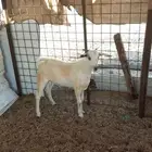 تيس ذبيحه ماشاءالله شحم
