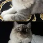 الباحه
