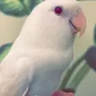 روز اليف