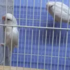 طيور فيشر