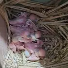 للبيع فروخ غر جاوا