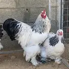 فروخ براهما كولمبي كونك دم صافي