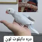 فروخ دره نوادر مستويات عاليه واحجام جباره... VIP