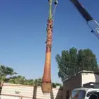 نخل واشنطني واشنطونيا امريكي