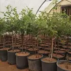 شتلات سدر صيني مطعوم