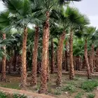 نخل واشنطني زينه واشنطونيا