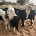 ضحايا نجد ونعيم وصايا فاخرة
