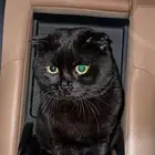 قط للتبني المؤقت