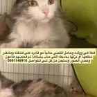 قطط للتبني