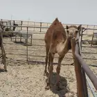 قعود مفرود مقفل شحم و لحم