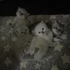 بساس للبيع