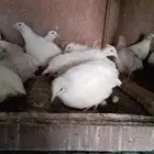 سمان ابيض بياض
