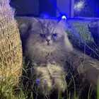 قط شيرازي للتبني