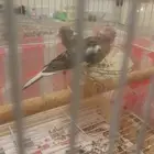 عصافير كناري للبيع