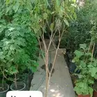 زرع طبيعي وثيل طبيعي C 2000