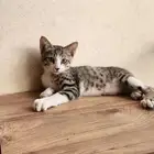 تم التبني