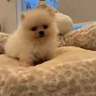 بومرينيان