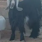 تيس عارضي صنف