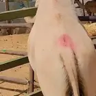 حشو ساكني لحم