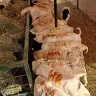 سواكني حمري برابر تيوس مرابي بالخرج
