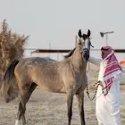 فرس