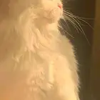 قطه للتبني