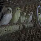 طيور الحب لاتينو عيون حمر العدد 13 زوجين والباقي فروخ