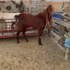 تيس هولندي