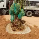 نخل مثمر للبيع شيشي سكري صقعي مجدول نخيل جميع لانواع برحي