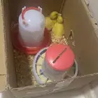 بط بكيني للبيع عمر اسبوع