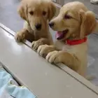 Golden retriever pure breed puppies