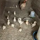 4 ديوك و5 دجاجات بلدي ودجاجه مع 14 صوص