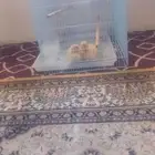 للبيع مع القفص