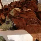 برابر و سواكن بسعر يكسر السوم تفريد و جملة