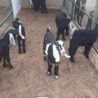 تيوس عارضية