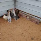دجاج بلدي بياض