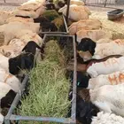 برابر و سواكن حمري مرابي بأسعار جملة الجملة