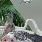 فراخ كوكتيل