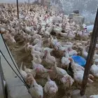 دجاج ابيض بياض