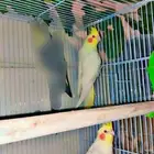 ببغاء كوكتيل جوز لاتيني