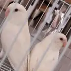 طيور روز البينو