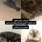 قط ذكر معقم مفقود اللي ماخذه فقط طمني عليه