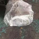 Honda civic 2018 gear