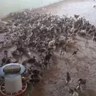 صوص بط بلدي(( مسكوفي ))