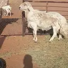اعرض لكم فحل حري كفوا