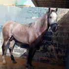 حصان جزيري حمداني سمري