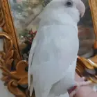للبيع ببغاء الروز لون أبيض صافي بيوور عيون حمراء أليف لعوب